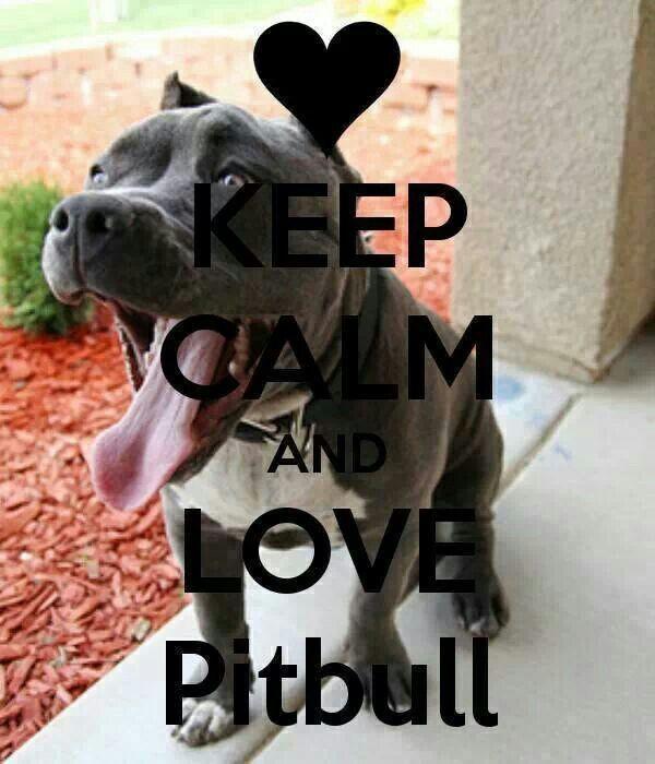 Pitbull Dogs