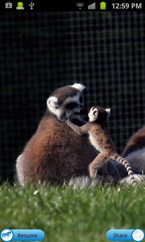 Baby Animal Solitaire