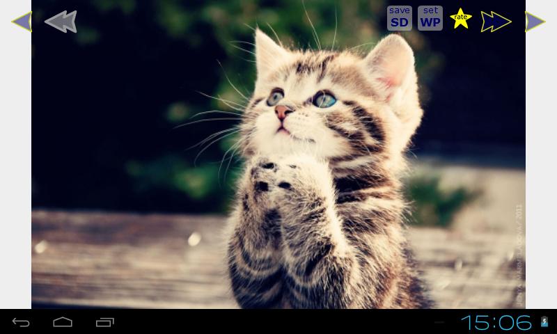 Cute Cats Gallery Wallpapers 2