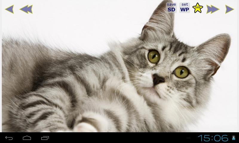 Cute Cats Gallery Wallpapers 2