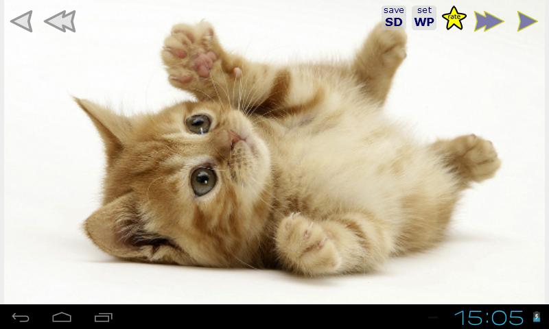 Cute Cats Gallery Wallpapers 2