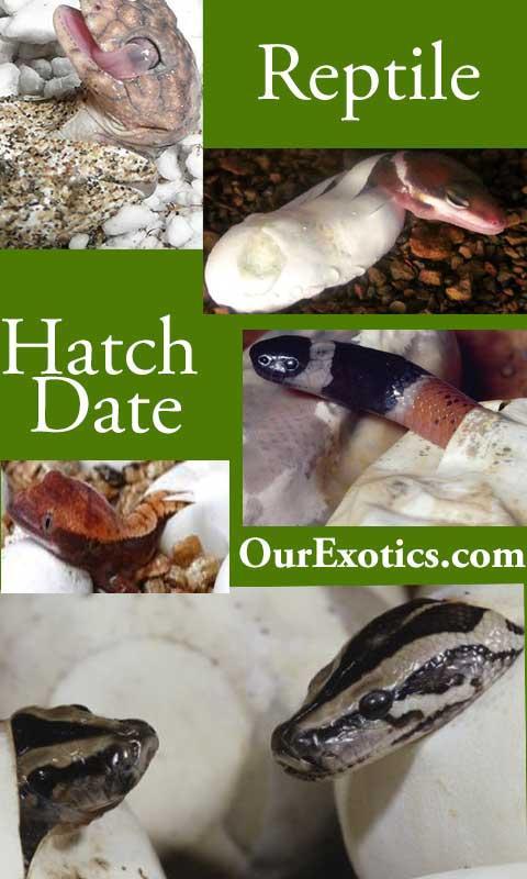 Hatch Date