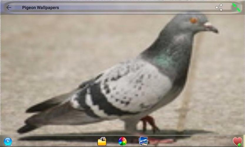 Pigeon Wallpapers