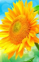 Sunflower Live Wallpaper