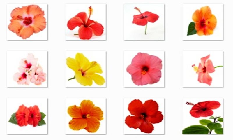 Hibiscus Flowers Onet Game