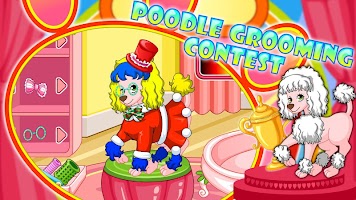 Poodle Beauty Contest