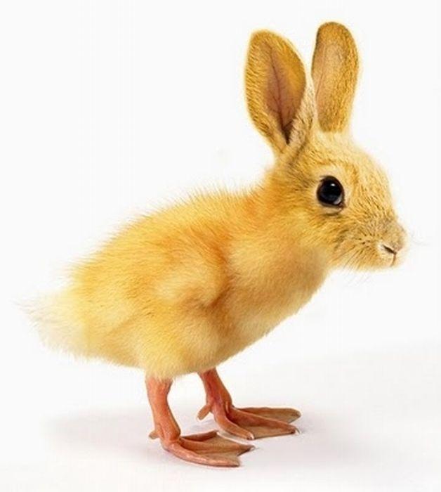 Crypto Animals