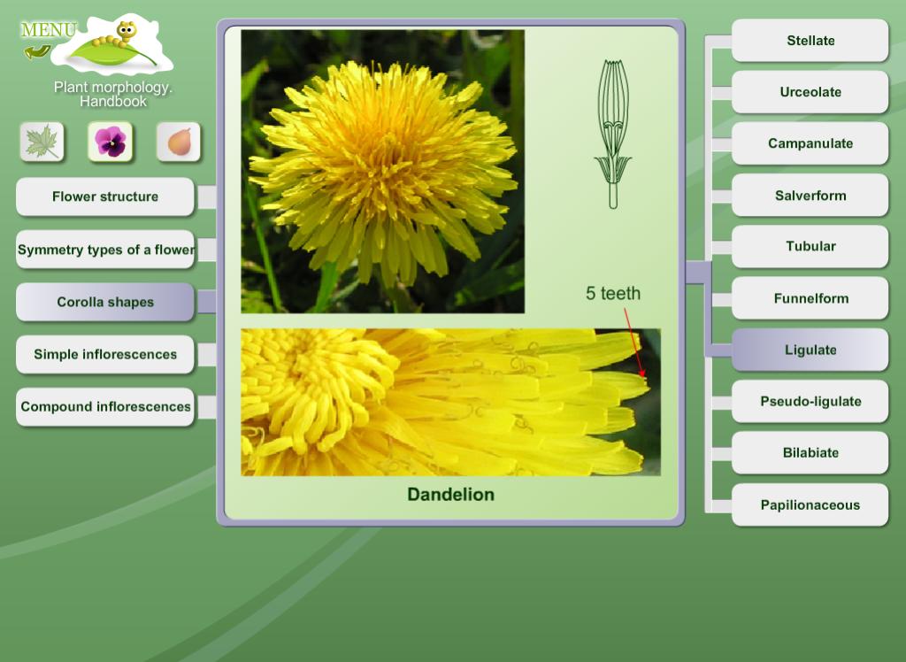 Biology - Plant Morphology