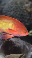 Lyretail Anthias Wallpapers