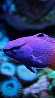 Lyretail Anthias Wallpapers