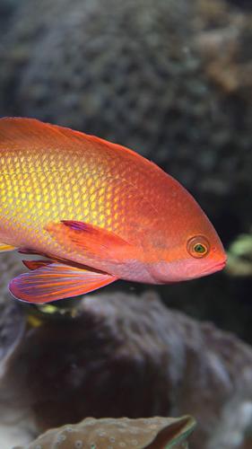 Lyretail Anthias Wallpapers