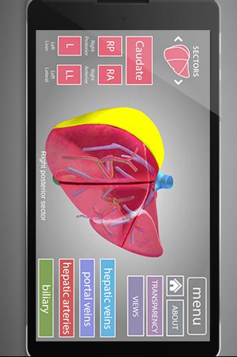Surgical Anatomy of the Liver