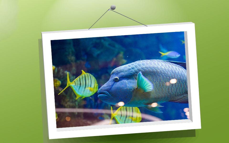 Picture Puzzle: Fishes